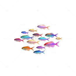 彩色鱼群梦幻插画