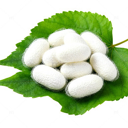 蚕茧绿色叶子特写