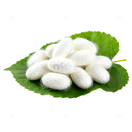 蚕茧叶上白丝绵