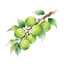 水彩青梅枝条插画