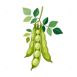 插画风绿色豆类植物插图