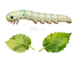 手绘昆虫幼虫与桑叶插画素材