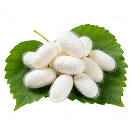 蚕茧绿叶自然风格素材