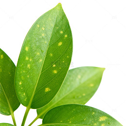 绿叶植物病害特写