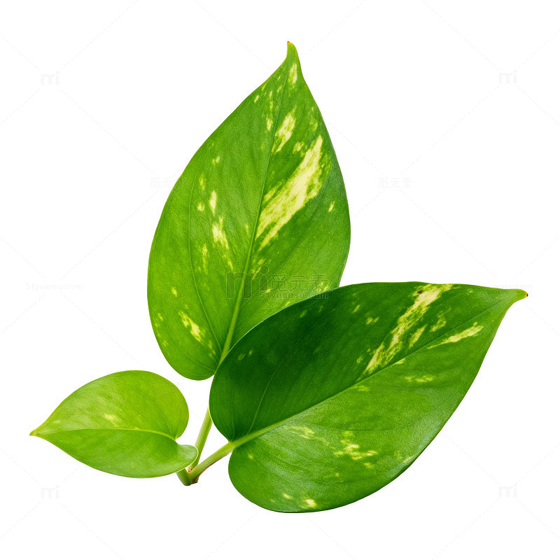 清新绿叶植物特写图片