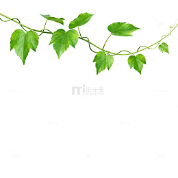 绿色藤蔓植物背景图