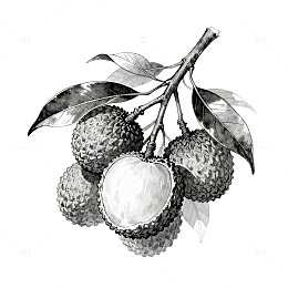 黑白素描荔枝水果插画