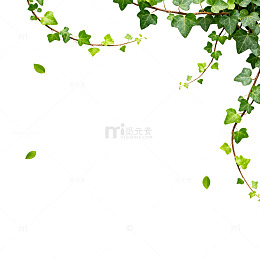 绿植边框白色背景设计素材