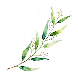 水彩植物插画绿叶枝条设计元素