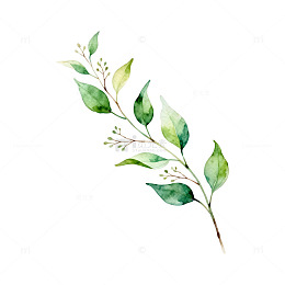 水彩绿植插画装饰素材