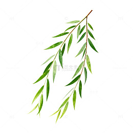 水彩柳枝春天植物插画
