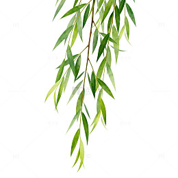 柳叶清新插画素材
