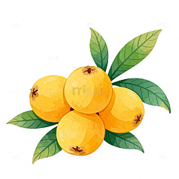 水彩枇杷水果插画设计素材
