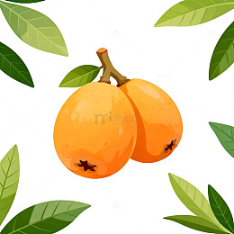 枇杷水果插画设计素材