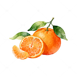 水彩橙子插画设计素材