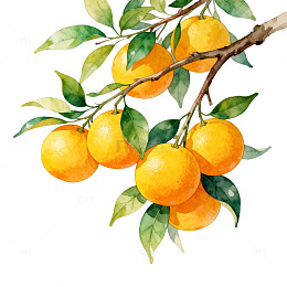 水彩橘子树果实插画设计素材