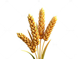 金黄色成熟小麦插画素材