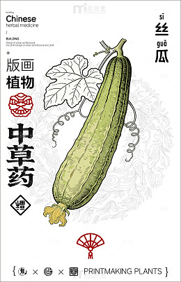 中国风丝瓜植物插画设计素材