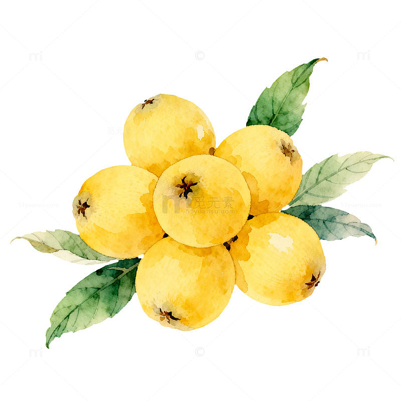水彩枇杷果实插画设计素材