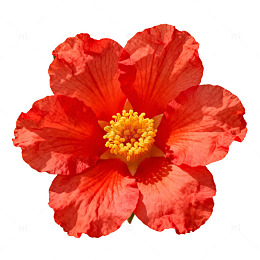 石榴花红色花