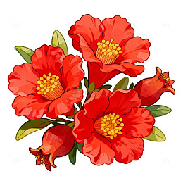 夏天花朵石榴花