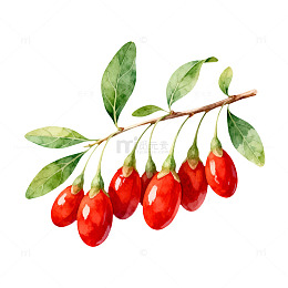水彩枸杞枝插画素材