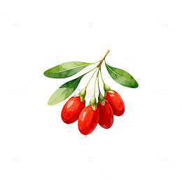 手绘枸杞果实插画素材