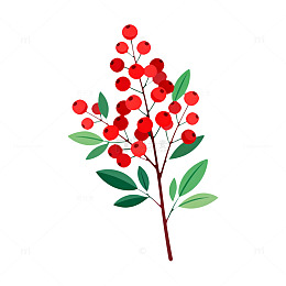 插画风格红色浆果植物矢量图