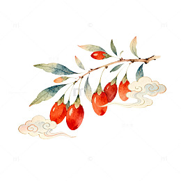 水彩风格枸杞插画