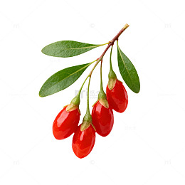 鲜红枸杞果实植物插画