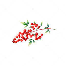 水彩红果枝条装饰插画