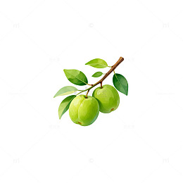 简约风绿色苹果枝叶装饰画