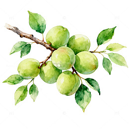 水彩青梅枝条插画