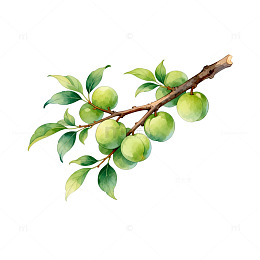 水彩青梅枝条插画