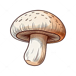 插画风蘑菇手绘设计素材