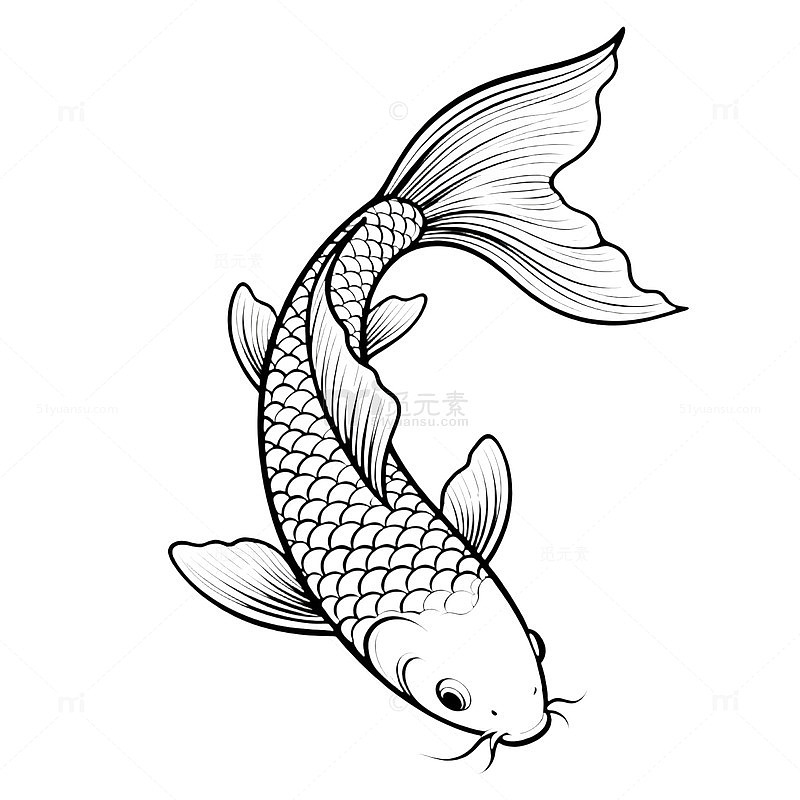 线条流畅锦鲤黑白素描