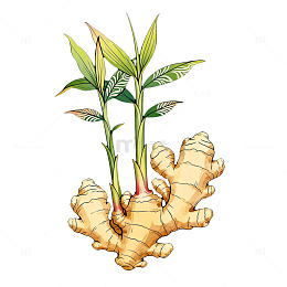 卡通生姜植株插画