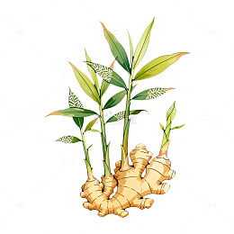 生姜植物插画设计素材