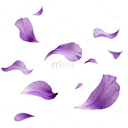 飘落紫花瓣浪漫梦幻素材