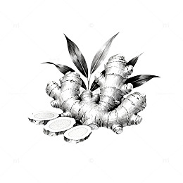素描生姜食材插画