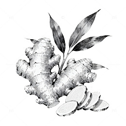 素描生姜植物食材插画