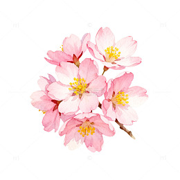 樱花盛开春日美景插画素材