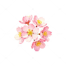 樱花盛开春天美景水彩插画