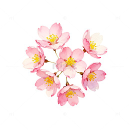 水彩樱花插画设计元素