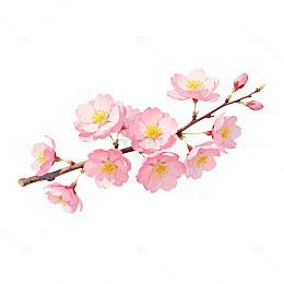 樱花盛开手绘插画
