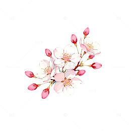 水彩樱花插画素材