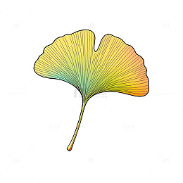 银杏叶插画素材