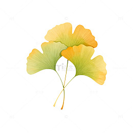 银杏叶插画素材