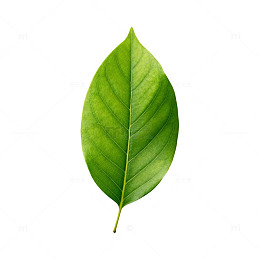 绿色叶片植物
