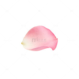 清新淡雅玫瑰花瓣矢量插画